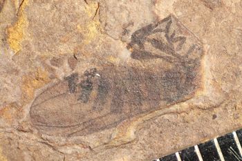 Media type: image;   Entomology PALE-14077